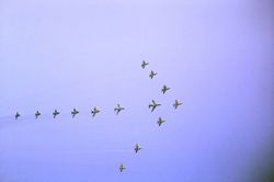 [USS CORAL SEA TRIBUTE SITE]